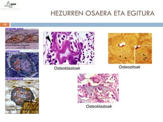 HEZURREN OSAERA ETA EGITURA
15




     Osteoblastoak                   Osteozitoak




                     Osteoklastoak
 