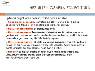 HEZURREN OSAERA ETA EGITURA
17

     Egiturari dagokionez honako zatiak bereizten dira:
     1. Kanpoaldeko geruza: xafletan antolatuta eta odol-hodiez
     zeharkatuta Havers-en kanalak edo osteona eratuz.
     2. Hezur-ehun trinkoa: osteonez osaturik.

     3. Hezur-ehun arroa: Trabekulaz zeharkatuta. H. labur eta laua
     gehienbat honetaz osatarik daude. Luzeetan, berriz, epifisi barnean
     bakarrik agertzen da, diafisia hutsik egonez.
     4. Hezur-muin gorria: Eskeleto axialean koxalean eta eskapulan h.
     arroaren trabekulak muin gorriz beteta daude. Beste hezurretan,
     gantz ehunez beterik daude muin horia eratuz.
     5. Periostioa: Hezur guztia biltzen duen mintz konektiboa da.
     Giltzaduretan eta epifisietan periostioaren ordez ehun
     kartilaginosoa agertzen da.
 