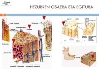 HEZURREN OSAERA ETA EGITURA
18
              1

                       3
         2




     3




                                   5
 