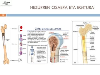 HEZURREN OSAERA ETA EGITURA
19
 