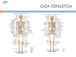 GIZA ESKELETOA
20
 
