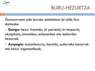 BURU-HEZURTZA
23


     Garezurrean edo buruko eskeletoan bi alde ikus
     daitezke:
      Ganga: hezur frontala, bi parietal, bi tenporal,
     okzipitala, etmoidea, esfenoidea eta belarriko
     hezurrak.
      Aurpegia: masailezurra, baraila, sudurreko hezurrak

     eta hezur zigomatikoak.
 