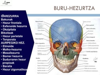 BURU-HEZURTZA
24
GAREZURRA
Bakunak
• Hezur frontala
• Esfenoide hezurra
• Okzipitala
Bikoitzak
• Hezur parietala
• Tenporala
AURPEGIKO HEZ.
• Etmoide
• Malko-hezurra
• Masailezurra
• Bomer hezurra
• Sudurraren hezur
  propioak
• Baraila
• Hezur zigomatikoa
 