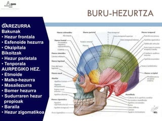 BURU-HEZURTZA
25
GAREZURRA
Bakunak
• Hezur frontala
• Esfenoide hezurra
• Okzipitala
Bikoitzak
• Hezur parietala
• Tenporala
AURPEGIKO HEZ.
• Etmoide
• Malko-hezurra
• Masailezurra
• Bomer hezurra
• Sudurraren hezur
  propioak
• Baraila
• Hezur zigomatikoa
 