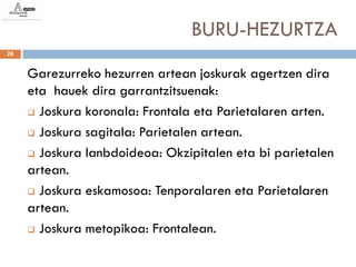 BURU-HEZURTZA
26


     Garezurreko hezurren artean joskurak agertzen dira
     eta hauek dira garrantzitsuenak:
      Joskura koronala: Frontala eta Parietalaren arten.

      Joskura sagitala: Parietalen artean.

      Joskura lanbdoideoa: Okzipitalen eta bi parietalen
     artean.
      Joskura eskamosoa: Tenporalaren eta Parietalaren

     artean.
      Joskura metopikoa: Frontalean.
 