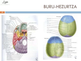 BURU-HEZURTZA
27
 