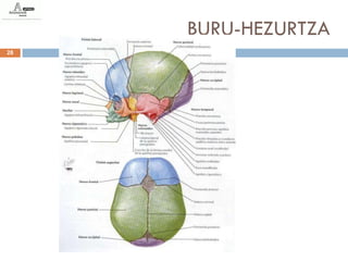 BURU-HEZURTZA
28
 
