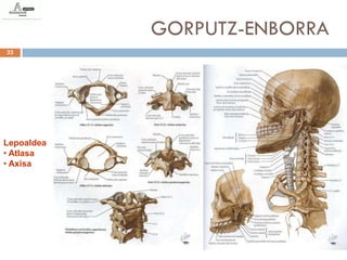 GORPUTZ-ENBORRA
33




Lepoaldea
• Atlasa
• Axisa
 