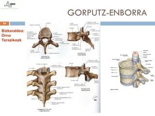 GORPUTZ-ENBORRA
34


Bizkaraldea:
Orno
Torazikoak
 