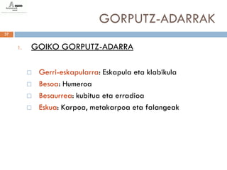 GORPUTZ-ADARRAK
37


     1.   GOIKO GORPUTZ-ADARRA

             Gerri-eskapularra: Eskapula eta klabikula
             Besoa: Humeroa
             Besaurrea: kubitua eta erradioa
             Eskua: Karpoa, metakarpoa eta falangeak
 