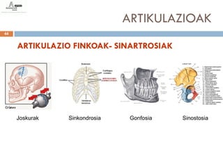 ARTIKULAZIOAK
44


     ARTIKULAZIO FINKOAK- SINARTROSIAK




     Joskurak   Sinkondrosia    Gonfosia   Sinostosia
 