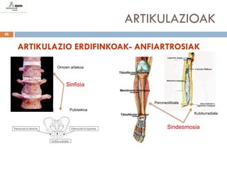 ARTIKULAZIOAK
46


     ARTIKULAZIO ERDIFINKOAK- ANFIARTROSIAK

             Ornoen artekoa



                 Sinfisia


                                   Peroneotibiala
                   Pubisekoa
                                                    Kubiturradiala


                                          Sindesmosia
 
