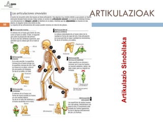 50




Artikulazio Sinobilaka
                              ARTIKULAZIOAK
 