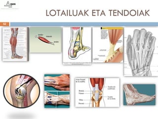 LOTAILUAK ETA TENDOIAK
52
 