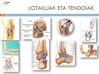 LOTAILUAK ETA TENDOIAK
53
 