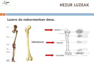 HEZUR LUZEAK
9


    Luzera da nabarmentzen dena.




                  Izterrezurra
 