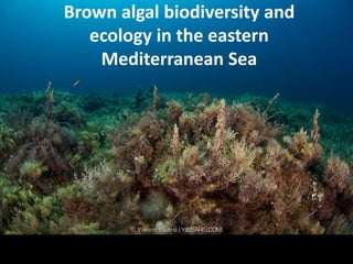Brown algal biodiversity and
   ecology in the eastern
    Mediterranean Sea
 