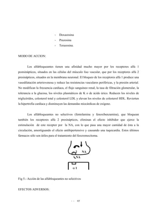 - - 65
- Doxazosina
- Prazosina
- Terazosina.
MODO DE ACCION:
Los alfabloqueantes tienen una afinidad mucho mayor por los receptores alfa 1
postsinápticos, situados en las células del músculo liso vascular, que por los receptores alfa 2
presinápticos, situados en la membrana neuronal. El bloqueo de los receptores alfa 1 produce una
vasodilatación arteriovenosa y reduce las resistencias vasculares periféricas, y la presión arterial.
No modifican la frecuencia cardiaca, el flujo sanguíneo renal, la tasa de filtración glomerular, la
tolerancia a la glucosa, los niveles plasmáticos de K o de ácido úrico. Reducen los niveles de
triglicéridos, colesterol total y colesterol LDL y elevan los niveles de colesterol HDL. Revierten
la hipertrofia cardíaca y disminuyen las demandas miocárdicas de oxígeno.
Los alfabloqueantes no selectivos (fentolamina y fenoxibenzamina), que bloquean
también los receptores alfa 2 presinápticos, eliminan el efecto inhibidor que ejerce la
estimulación de este receptor por la NA, con lo que pasa una mayor cantidad de ésta a la
circulación, amortiguando el efecto antihipertensivo y causando una taquicardia. Estos últimos
fármacos sólo son útiles para el tratamiento del feocromocitoma.
α 2 NA
NA
α 1
Fig 5.- Acción de las alfabloqueantes no selectivos
EFECTOS ADVERSOS:
 