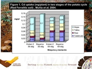 0,02
0,01
0,03
0,07
0,01
0,01
0,03
0,1
0,05
0,01
0,04
0,03
0,05
0,01
0,04
0,04
0
0,02
0,04
0,06
0,08
0,1
0,12
0,14
0,16
mg/pl
Kuban 2
56 ddg
Bayama
56 ddg
Kuban 2
69 ddg
Bayama
69 ddg
Máquina y momento
Hojas
Tallos
Raíz
Tubérculo
Figure 1. Cd uptake (mg/plant) in two stages of the potato cycle
(Red Ferralitic soil) , Muñiz et al, 2004.
 