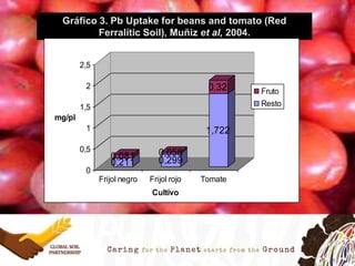 Gráfico 3. Pb Uptake for beans and tomato (Red
Ferralític Soil), Muñiz et al, 2004.
0,211
0,081 0,299
0,058
1,722
0,32
0
0,5
1
1,5
2
2,5
mg/pl
Frijol negro Frijol rojo Tomate
Cultivo
Fruto
Resto
 