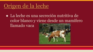 Origen de la leche
● La leche es una secreción nutritiva de
color blanco y viene desde un mamífero
llamado vaca
 