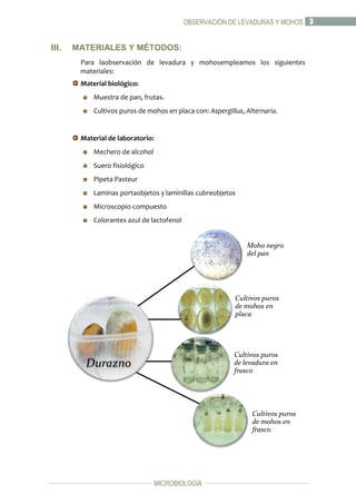 OBSERVACIÓN DE LEVADURAS Y MOHOS 3

III.

MATERIALES Y MÉTODOS:
Para laobservación de levadura y mohosempleamos los siguientes
materiales:
Material biológico:
Muestra de pan, frutas.
Cultivos puros de mohos en placa con: Aspergillus, Alternaria.

Material de laboratorio:
Mechero de alcohol
Suero fisiológico
Pipeta Pasteur
Laminas portaobjetos y laminillas cubreobjetos
Microscopio compuesto
Colorantes azul de lactofenol

Moho negro
del pan

Cultivos puros
de mohos en
placa

Cultivos puros
de levadura en
frasco

Durazno

Cultivos puros
de mohos en
frasco

MICROBIOLOGÍA

 