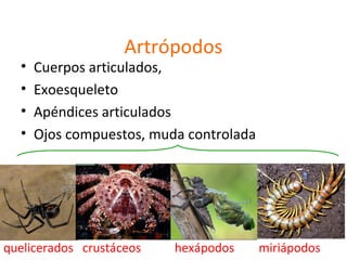 HONGOS Y ANIMALES | PPT