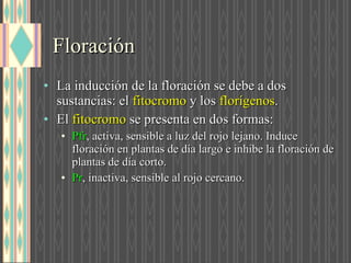 Floración La inducción de la floración se debe a dos sustancias: el  fitocromo  y los  florígenos . El  fitocromo  se presenta en dos formas: Pfr , activa, sensible a luz del rojo lejano. Induce floración en plantas de día largo e inhibe la floración de plantas de día corto. Pr , inactiva, sensible al rojo cercano. 