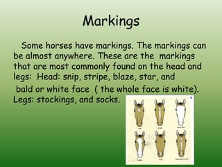 Markings
  Some horses have markings. The markings can
be almost anywhere. These are the markings
that are most commonly found on the head and
legs: Head: snip, stripe, blaze, star, and
 bald or white face ( the whole face is white).
Legs: stockings, and socks.
 