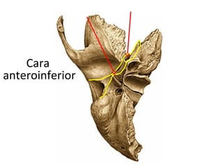 Cara
anteroinferior
 