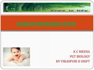 K C MEENA
PGT BIOLOGY
KV VIKASPURI II SHIFT
HUMAN REPRODUCTION
 