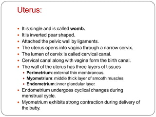 Uterus:
 It is single and is called womb.
 It is inverted pear shaped.
 Attached the pelvic wall by ligaments.
 The uterus opens into vagina through a narrow cervix.
 The lumen of cervix is called cervical canal.
 Cervical canal along with vagina form the birth canal.
 The wall of the uterus has three layers of tissues
 Perimetrium: external thin membranous.
 Myometrium: middle thick layer of smooth muscles
 Endometrium: inner glandular layer.
 Endometrium undergoes cyclical changes during
menstrual cycle.
 Myometrium exhibits strong contraction during delivery of
the baby.
 