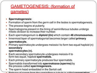 GAMETOGENESIS: (formation of
gametes)
 Spermatogenesis:
 Formation of sperm from the germ cell in the testes is spermatogenesis.
 The process begins at puberty.
 Spermatogonia present in the lining of seminiferous tubules undergo
mitotic division to increase their number.
 Each spermatogonium is diploid (2n) which contain 46 chromosomes.
 Innermost layer of spermatogonial becomes larger called primary
spermatocyte.
 Primary spermatocyte undergoes meiosis-I to form two equal haploid (n)
secondary
spermatocytes (n).
 Each secondary spermatocyte undergoes meiosis-II to
form two equal, haploid spermatids.
 Each primary spermatocyte produces four spermatids.
 Spermatids transformed into spermatozoa (sperms) by
the process called spermiogenesis.
 The sperm head embedded in the Sertoli cell.
 