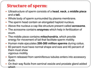 Structure of sperm:
 Ultrastructure of sperm consists of a head, neck, a middle piece
and a tail.
 Whole body of sperm surrounded by plasma membrane.
 The sperm head contain an elongated haploid nucleus.
 Above the nucleus a cap like structure present called acrosome.
 The acrosome contains enzymes which help in fertilization of
ovum.
 The middle piece contains mitochondria, which provide
energy for movement of tail that facilitate sperm motility.
 Human male ejaculates 200-300 million sperms during coitus.
 60 percent must have normal shape and size and 40 percent of
them must show
vigorous motility.
 Sperm released from seminiferous tubules enters into accessory
ducts.
 On their way fluids from seminal vesicle and prostate gland added
which
 