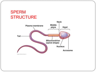 SPERM
STRUCTURE
 