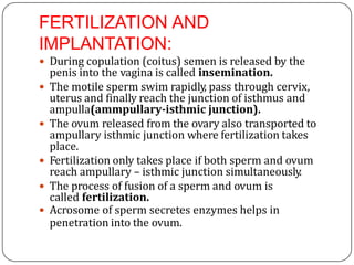 FERTILIZATION AND
IMPLANTATION:
 During copulation (coitus) semen is released by the
penis into the vagina is called insemination.
 The motile sperm swim rapidly, pass through cervix,
uterus and finally reach the junction of isthmus and
ampulla(ammpullary-isthmic junction).
 The ovum released from the ovary also transported to
ampullary isthmic junction where fertilization takes
place.
 Fertilization only takes place if both sperm and ovum
reach ampullary – isthmic junction simultaneously.
 The process of fusion of a sperm and ovum is
called fertilization.
 Acrosome of sperm secretes enzymes helps in
penetration into the ovum.
 