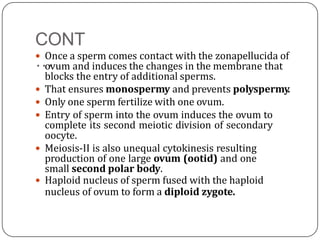 CONT
… Once a sperm comes contact with the zonapellucida of
ovum and induces the changes in the membrane that
blocks the entry of additional sperms.
 That ensures monospermy and prevents polyspermy.
 Only one sperm fertilize with one ovum.
 Entry of sperm into the ovum induces the ovum to
complete its second meiotic division of secondary
oocyte.
 Meiosis-II is also unequal cytokinesis resulting
production of one large ovum (ootid) and one
small second polar body.
 Haploid nucleus of sperm fused with the haploid
nucleus of ovum to form a diploid zygote.
 