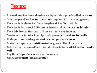Testes:
 Located outside the abdominal cavity within a pouch called scrotum.
 Scrotum provides low temperature required for spermatogenesis.
 Each testis is about 4 to 5 cm length and 2 to 3 cm width.
 Each testis has about 250 compartments called testicular lobules.
 Each lobule contains one to three seminiferous tubules.
 Seminiferous tubules lined by male germ cells and Sertoli cells.
 Male germ cell undergoes meiosis and produce sperm.
 Sertoli cells provide nutrition to the germ cell and the sperm.
 In between the seminiferous tubule there is interstitial cell or Leydig
cell.
 Leydig cells produce testicular hormones
called androgen (testosterone).
 