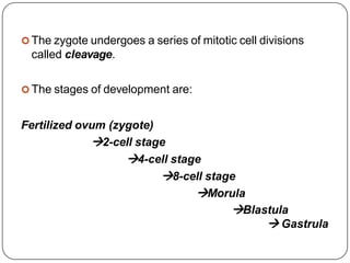  The zygote undergoes a series of mitotic cell divisions
called cleavage.
 The stages of development are:
Fertilized ovum (zygote)
2-cell stage
4-cell stage
8-cell stage
Morula
Blastula
 Gastrula
 