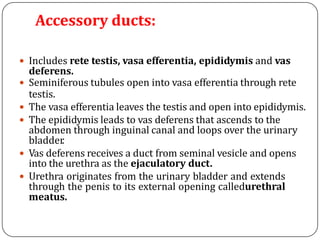 Accessory ducts:
 Includes rete testis, vasa efferentia, epididymis and vas
deferens.
 Seminiferous tubules open into vasa efferentia through rete
testis.
 The vasa efferentia leaves the testis and open into epididymis.
 The epididymis leads to vas deferens that ascends to the
abdomen through inguinal canal and loops over the urinary
bladder.
 Vas deferens receives a duct from seminal vesicle and opens
into the urethra as the ejaculatory duct.
 Urethra originates from the urinary bladder and extends
through the penis to its external opening calledurethral
meatus.
 
