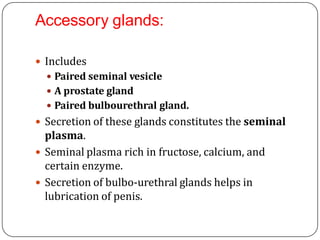 Accessory glands:
 Includes
 Paired seminal vesicle
 A prostate gland
 Paired bulbourethral gland.
 Secretion of these glands constitutes the seminal
plasma.
 Seminal plasma rich in fructose, calcium, and
certain enzyme.
 Secretion of bulbo-urethral glands helps in
lubrication of penis.
 