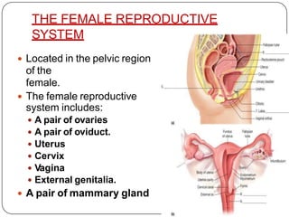 THE FEMALE REPRODUCTIVE
SYSTEM
 Located in the pelvic region
of the
female.
 The female reproductive
system includes:
 A pair of ovaries
 A pair of oviduct.
 Uterus
 Cervix
 Vagina
 External genitalia.
 A pair of mammary gland
 