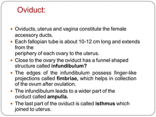 Oviduct:
 Oviducts, uterus and vagina constitute the female
accessory ducts.
 Each fallopian tube is about 10-12 cm long and extends
from the
periphery of each ovary to the uterus.
 Close to the ovary the oviduct has a funnel shaped
structure called infundibulum?
 The edges of the infundibulum possess finger-like
projections called fimbriae, which helps in collection
of the ovum after ovulation.
 The infundibulum leads to a wider part of the
oviduct called ampulla.
 The last part of the oviduct is called isthmus which
joined to uterus.
 