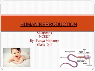 Chapter-3
NCERT
By- Punya Mohanty
Class –XII
HUMAN REPRODUCTION
 