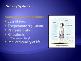 Somesthesia and Balance
 Loss of touch
 Temperature regulation
 Pain sensitivity
 Kinesthesis
     Where is your body?
   Reduced quality of life
 