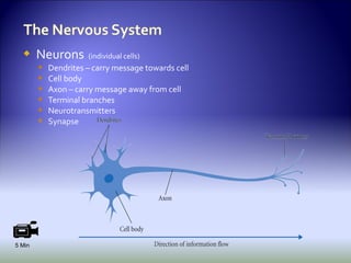     Neurons       (individual cells)
           Dendrites – carry message towards cell
           Cell body
           Axon – carry message away from cell
           Terminal branches
           Neurotransmitters
           Synapse




5 Min
                                                     41 of 40
 