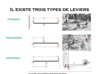 Il existe trois types de leviers Interappui Interrésistant Intermoteur 