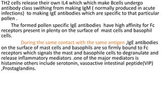TH2 cells release their own IL4 which which make Bcells undergo
antibody class swithing from making IgM ( normally produced in acute
infections) to making IgE antibodies which are specific to that particular
pollen .
The formed pollen specific IgE antibodies have high affinity for Fc
receptors present in plenty on the surface of mast cells and basophil
cells.
During the same contact with the same antigen ,IgE antibodies
on the surface of mast cells and basophils are so firmly bound to Fc
receptors which signals the mast and basophile cells to degranulate and
release inflammatory mediators .one of the major mediators is
histamine others include serotonin, vasoactive intestinal peptide(VIP)
,Prostaglandins.
 