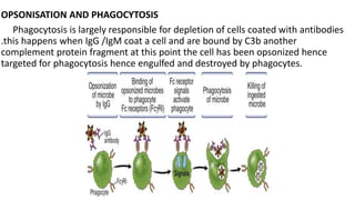 OPSONISATION AND PHAGOCYTOSIS
Phagocytosis is largely responsible for depletion of cells coated with antibodies
.this happens when IgG /IgM coat a cell and are bound by C3b another
complement protein fragment at this point the cell has been opsonized hence
targeted for phagocytosis hence engulfed and destroyed by phagocytes.
 