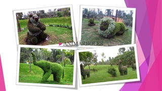  ANIMÁRBOLES
 